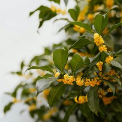 OSMANTHUS